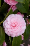 Pearl Maxwell Camellia