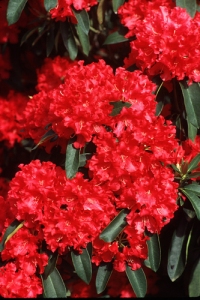 Jean Marie Rhododendron
